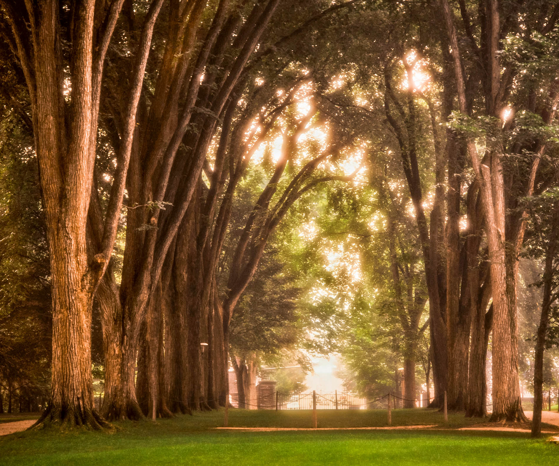 Through the Elms