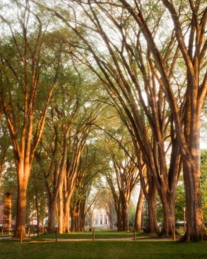 The Elms