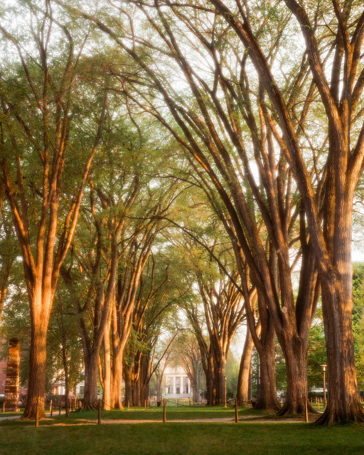 The Elms